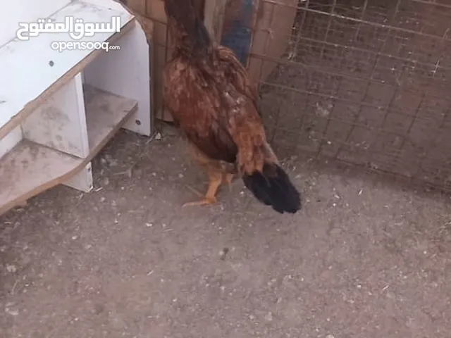 بسم الله دجاجه باكستانيه تركيه العمر 8شهور