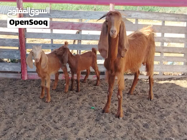 تنية هجين أول ميلاد تومية تحتها زوز جديان ذكور ربي يبارك مكانها صبراتة يوجد توصيل حسب المكان. سعر ال