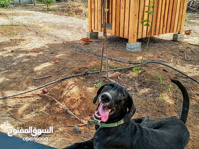 كلب لابرادور للبيع