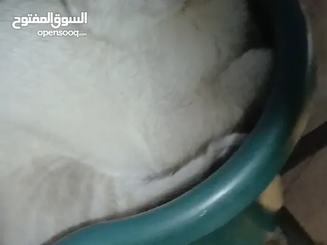 قطة للبيع بسعر مغري