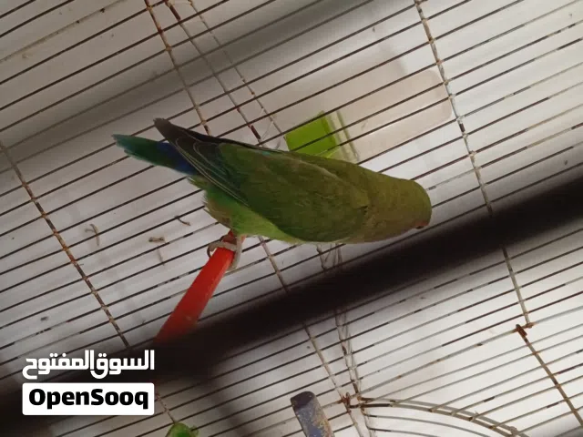 عصافير بركديلو