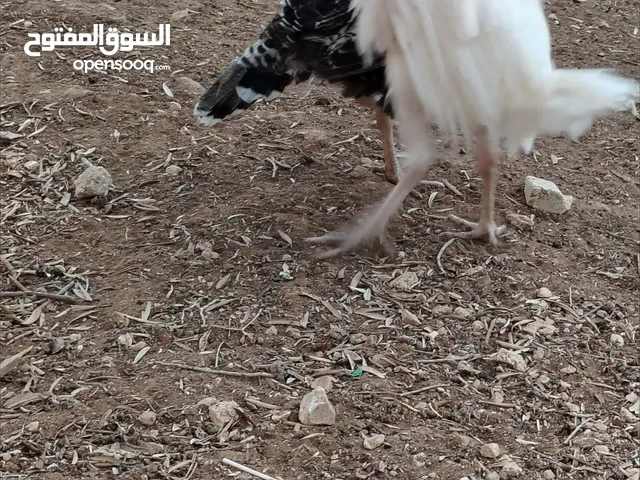 وز بط حبش للبيع