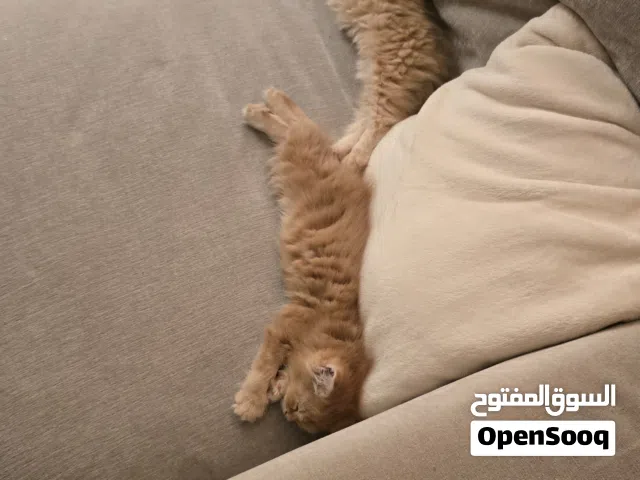 2 shirazi kittens for sale
