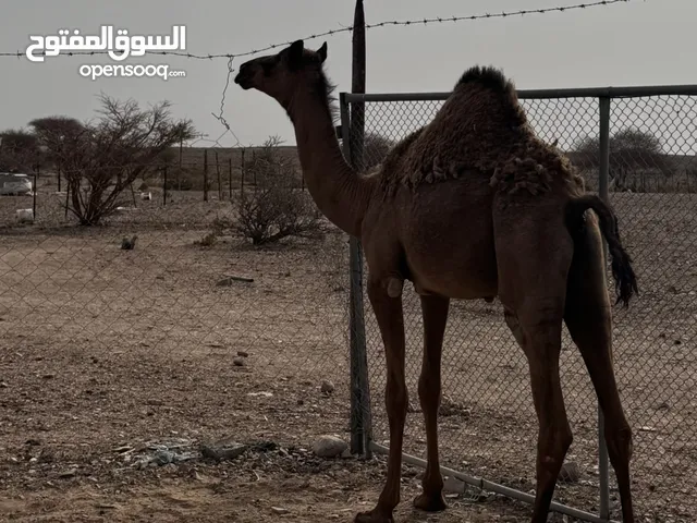 بكره طياح شهر 10 تحت امها وسمين ماشالله