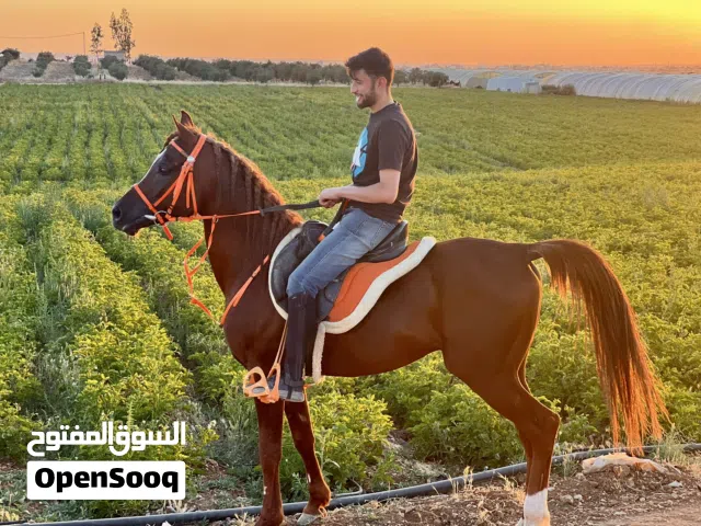 حصان عربي مسجل