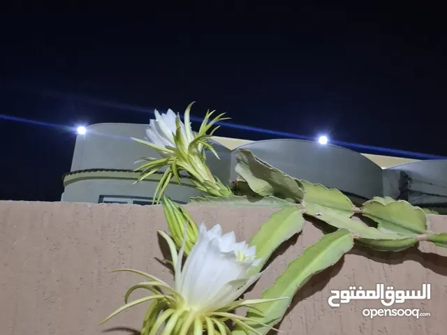 160 m2 3 Bedrooms Apartments for Rent in Benghazi Al Hada'iq