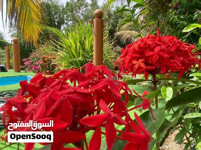 استراحه كروز بارك في صحار للإجار اليومي