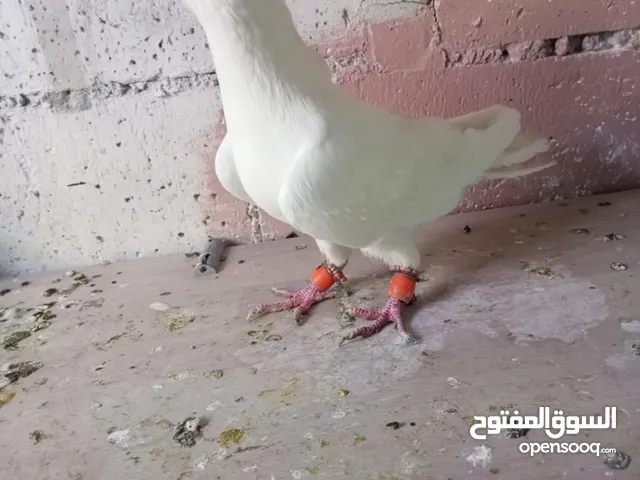 مفتل ابيض مخلف