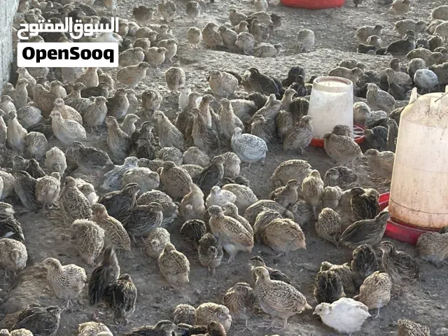 سمان بسعر الجمله