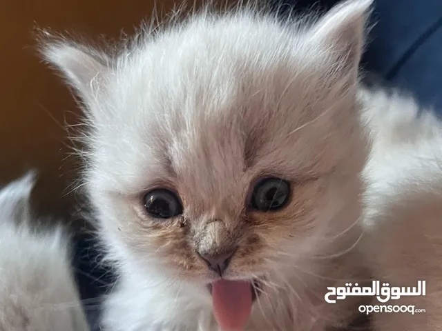 قطط متاحات هملايا بيكي فيس
