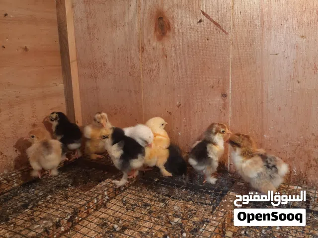 شواشيو براهما درجة اولى
