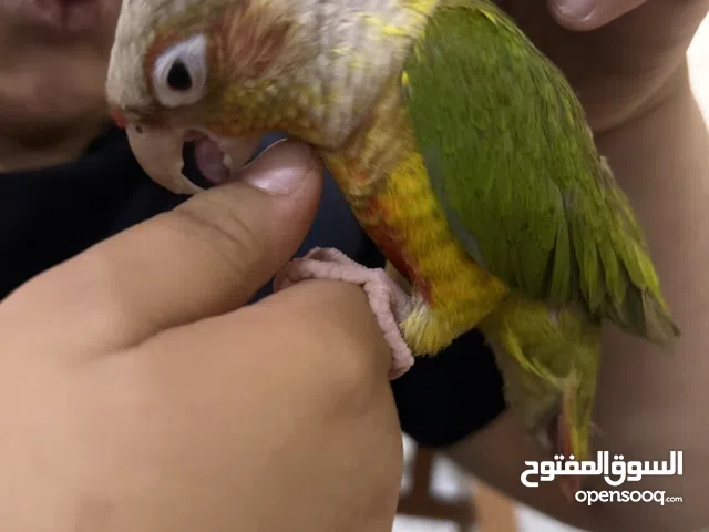 ببغاء كنيور يتكلم اليف الوان زاهيه بسعر رخيص