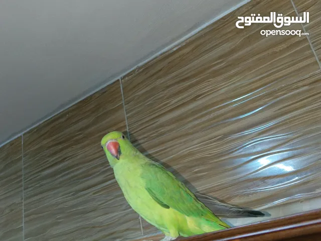 ببغاء الدره (انثى) ثوب كامل للبيع او البدل على ذكر حسون