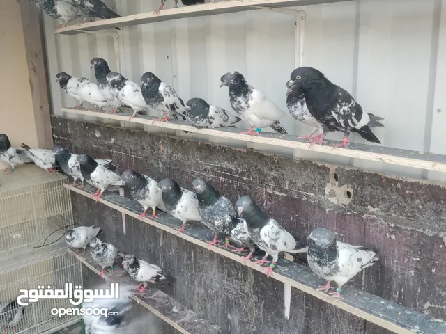 حمام باكستاني