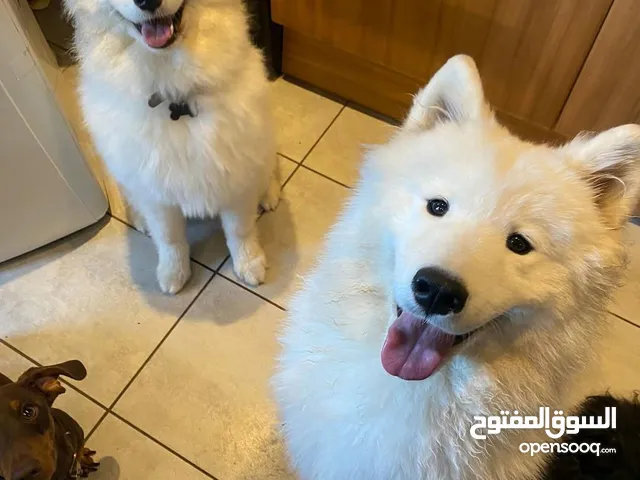 بــــــــسعر مغري سامويد وجيرمن