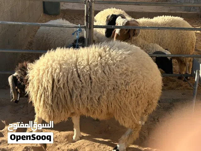 خروف للبيع المكان الزاوية الحالة نظيف من كل العيوب تم البيع يربح