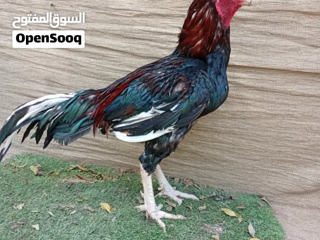 زوج باكستاني بنجابي اقرا الوصف