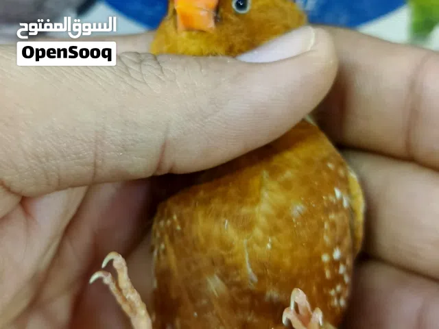 زوج فول اورنج رجا اقره الوصف قبل لا تراسلني
