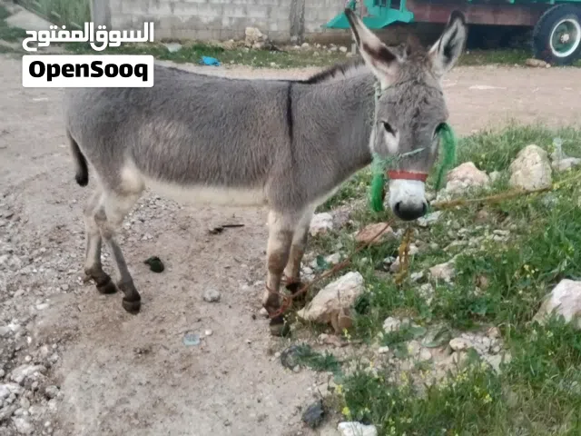 حمار  اخضر للبيع
