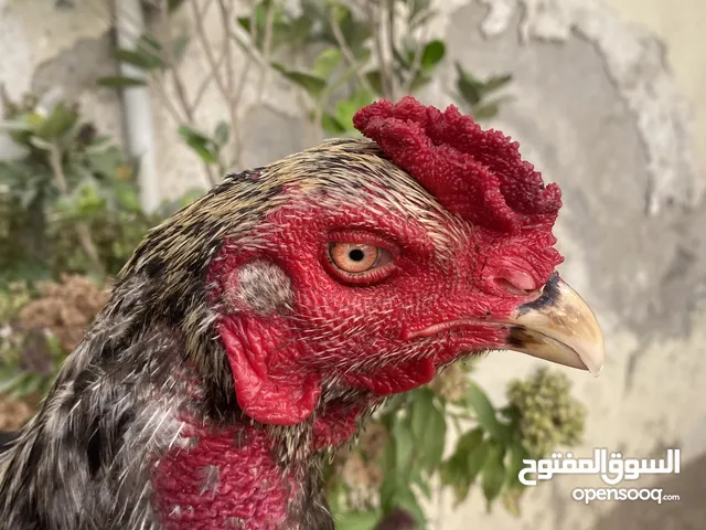 Pakistani chiken