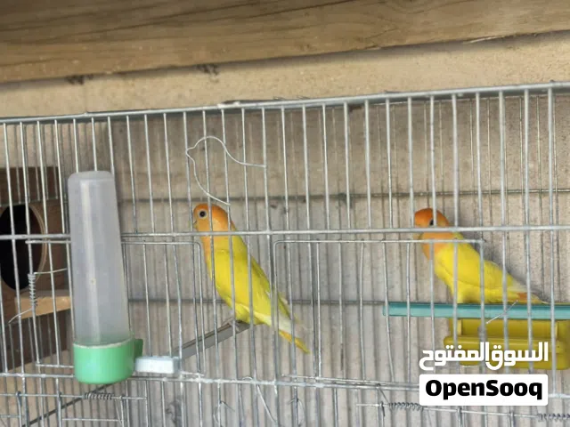 كوبيه بركديلو مدحيه