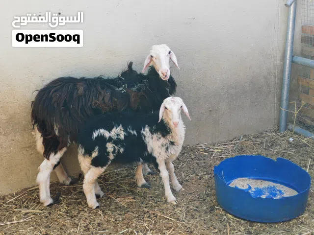 جعده هيها بنته امورههن طيبه  145
