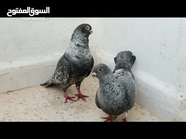 جوز قراقطه تحتهم بيض