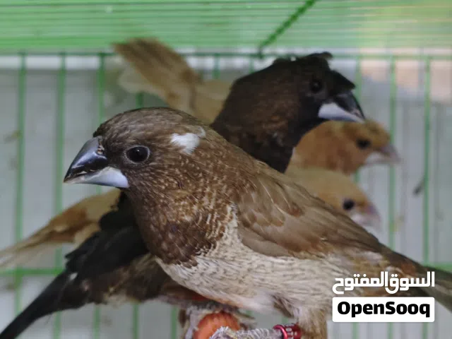 بنكالي ثلاث أزواج وتك فحل حنينات شرط أنثى وذكر شرط الإنتاج