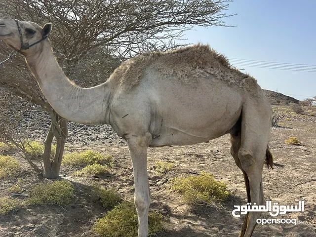 للبيع جعود لجي ود 3سنين مطعوم