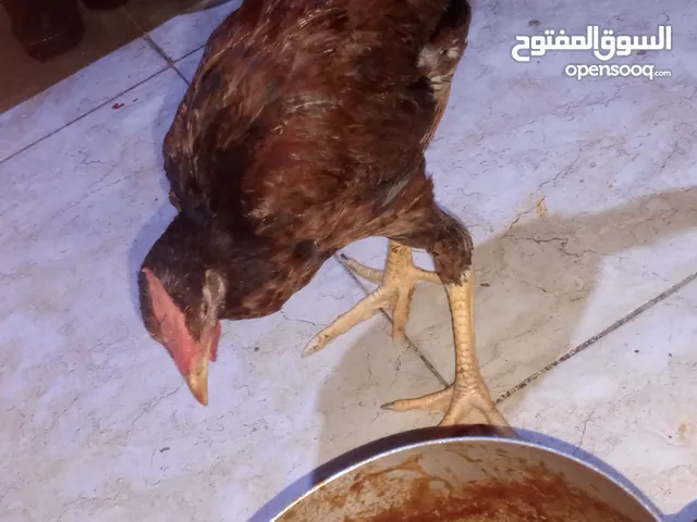 دجاج عرب انثى وذكر للبيع ......................................