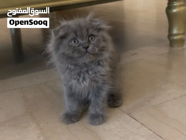 Kitten British long hair