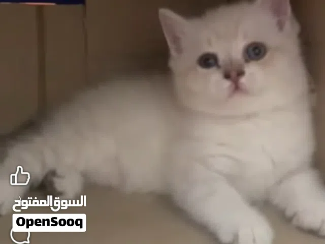 ذكر عمر شهرونص