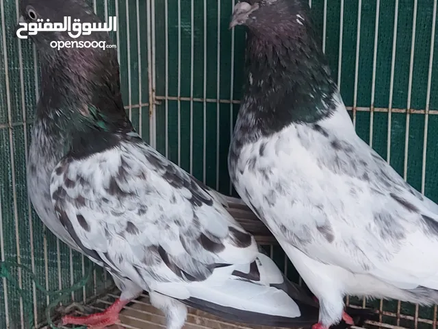 للبيع حمام باكستاني زوجين + حبتين فرديات