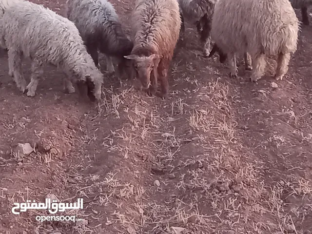 خرفان وعبر العدد 29 مسكرات لحم بالصلاه على النبي