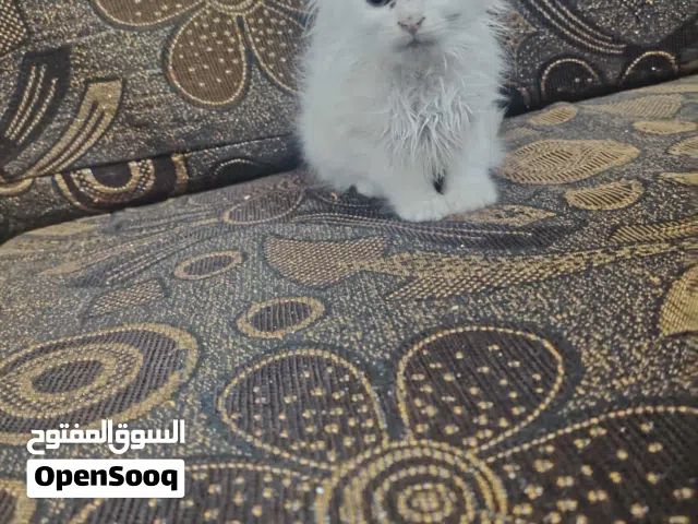 شيراز مكس انجورا