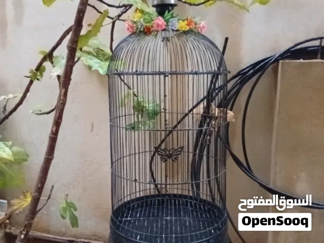قفص ببغاء كبير
