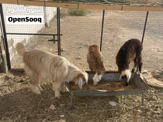 للبيع كبش عمره 6 شهور  وحمله عمرها 6 شهور  وجدي عمره سنه وثلاث شهور  المجموع 3