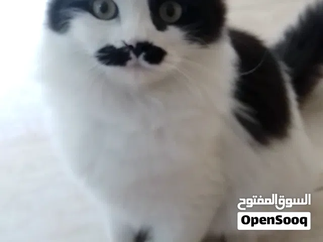 متاح قطط شانشيلا كتن شيرازي