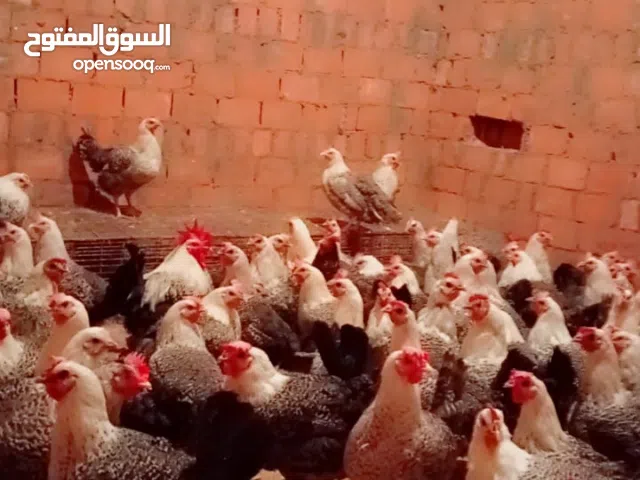 فراخ فيومي بيور أصلي الفضي البياض البلدي الأعلي إنتاجيه في البيض البلدي