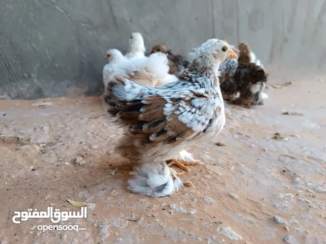 كتكوت استرالي