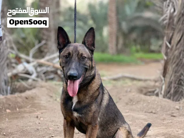للبيع كلب مالينيوم ذكر