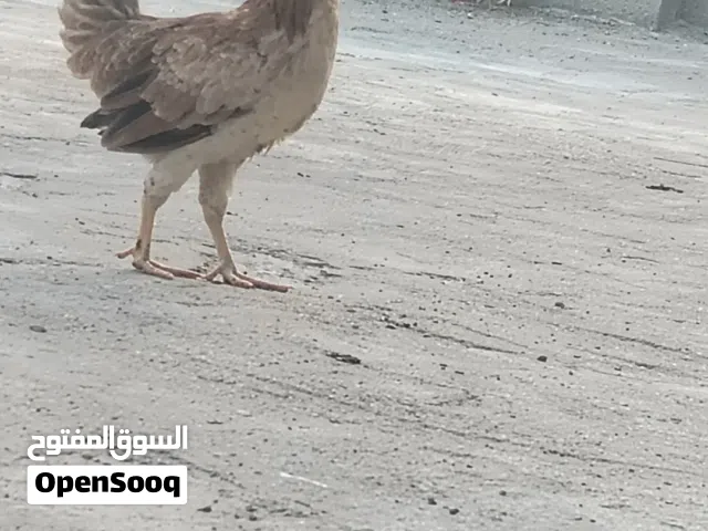 دجاجه مطوك كويتيه خط ثاني عمرها 4شهور بعدها ماتبيض وديج ابيض 5اصابع  اعتقد كويتي هم دجاج حلو وناعم