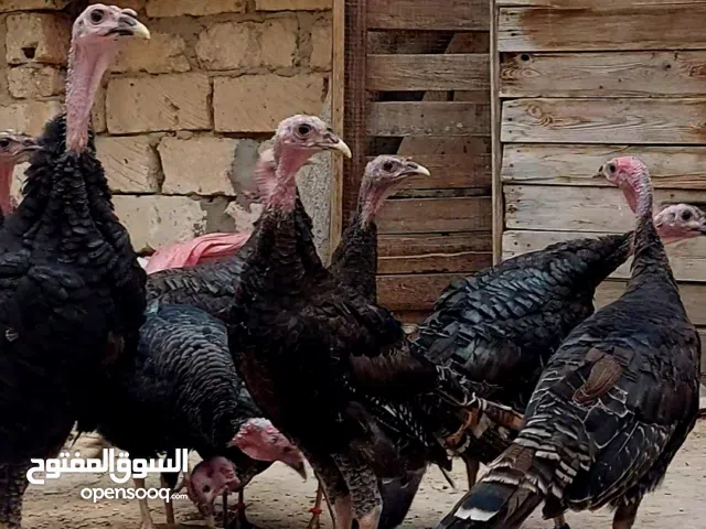 للبيع ديوك رومي بلدي للتثمين