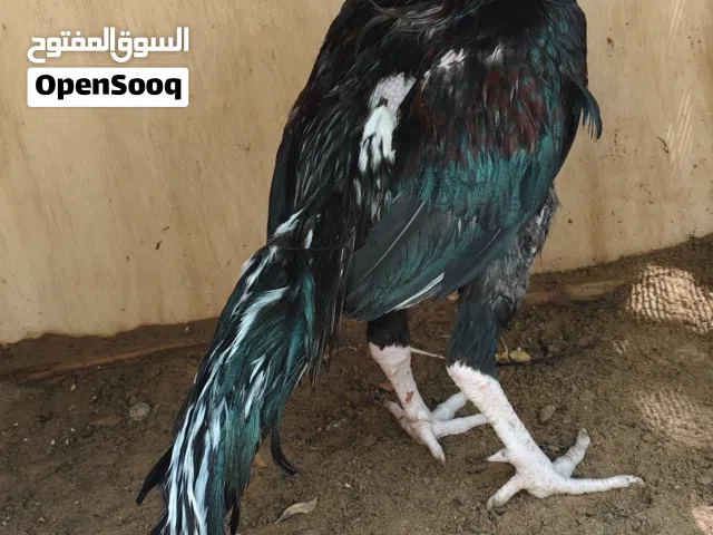 ديج باكستاني