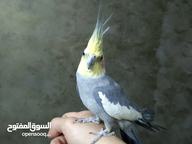 طائر كوكتيل اليف