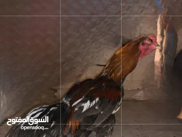 البيع ديك تركي