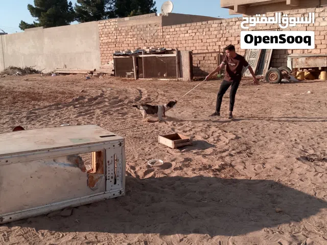 كلب بيت بول للبيع