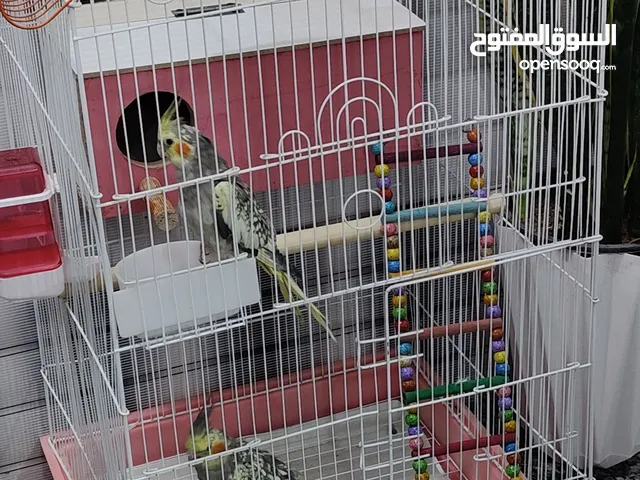 زوج كوكتيل الازابيل النادر جاهز للتزاوج ونصف الفة قابل للتأليف للبيع المكان الجاير