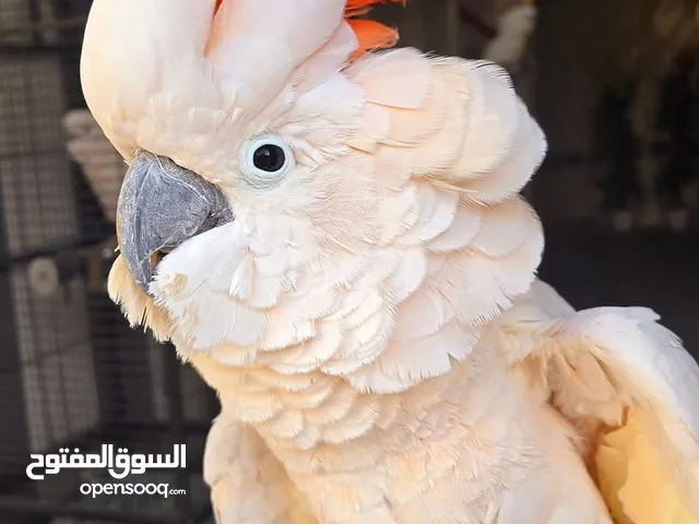 لمحبين الببغاء نحن متخصصون لبيع وشراء جميع أنواع الببغاء