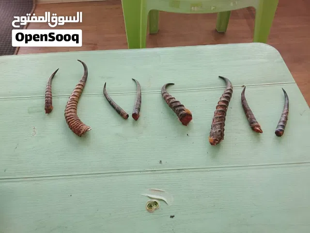 قرون غزال للبيع